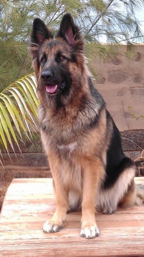 Kora